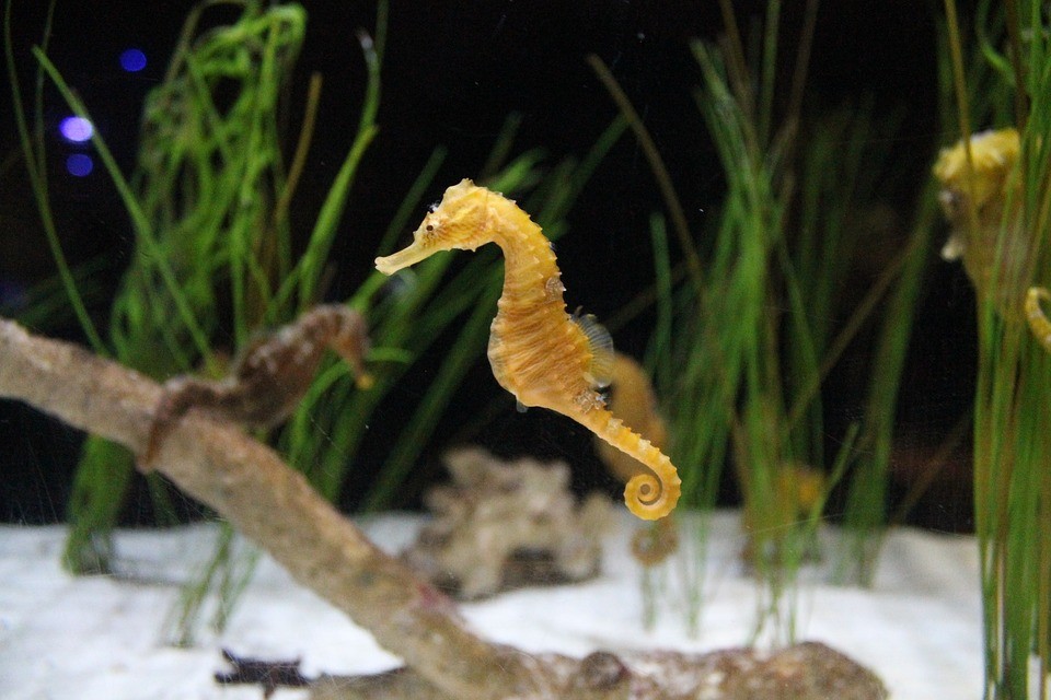 Zeepaardje Zeepaardje