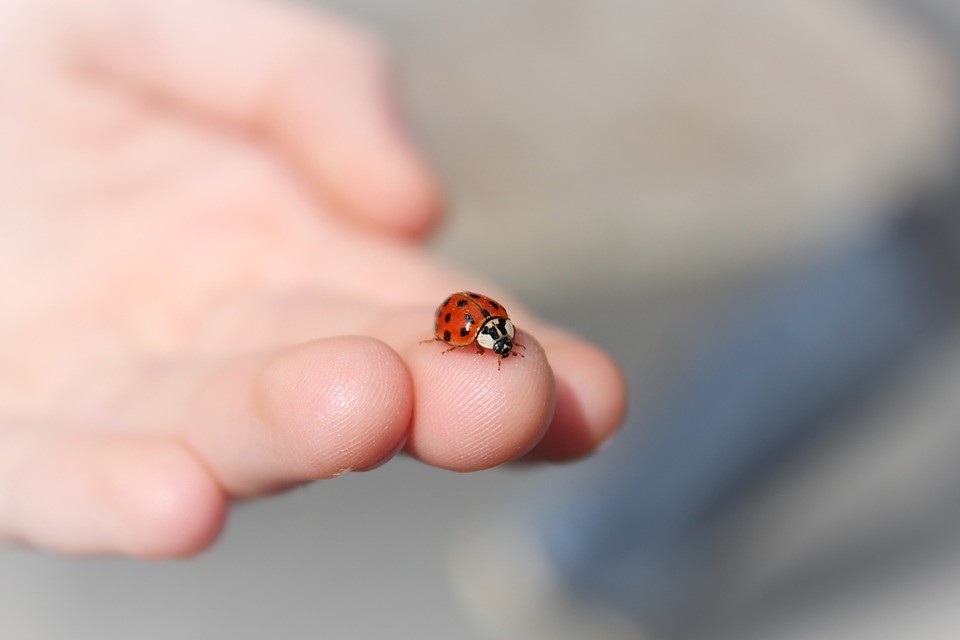 lieveheersbeestje 2 foto lieveheersbeestje 2 foto