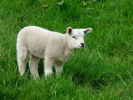Lammetje Lammetje